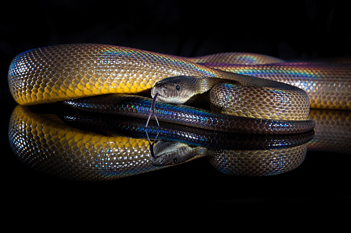 Single Rainbow Serpent Water Python - Liasis fuscus - isolated on black mirror
