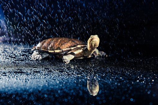 Australian eastern long-necked turtle in heavy rain on black mirror