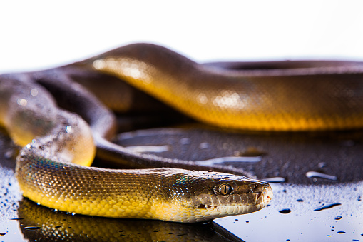 Python Fuscus Water Single Rainbow Serpent Water Python Liasis Fuscus Isolated O Stock ...