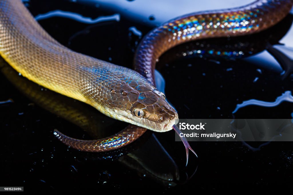 Python Fuscus Water Single Rainbow Serpent Water Python Liasis Fuscus Isolated O Stock ...