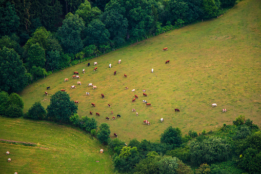 Photo of rural landscape with green meadow and forest with herd ow cows from above