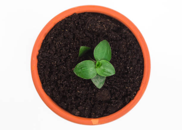 istock small plant sprout in a pot on a white background 981526234