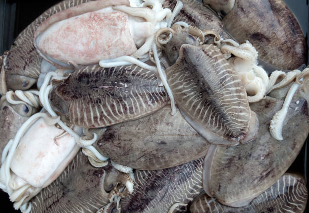 istock raw squid on the market 981526800