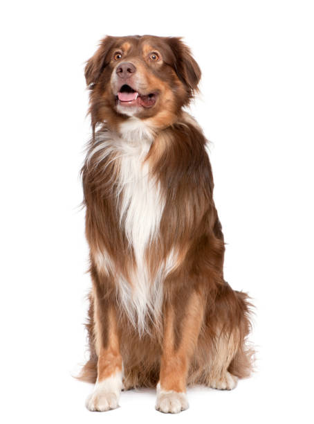 istock Mixed-Breed Dog panting (3years old) in front of a white background 981528244