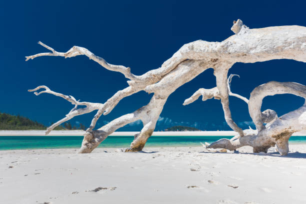 witte drijfhout boom op verbazingwekkend whitehaven strand met wit zand - drijfhout stockfoto's en -beelden