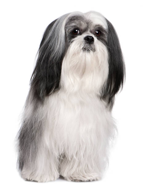 lhasa apso lhasa apso (4 años) frente a blanco al fondo - lhasa fotografías e imágenes de stock