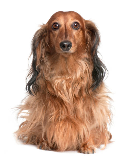 istock Dachshund (4 years old) in front of a white background 981529066