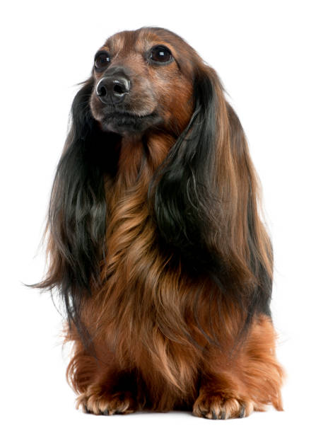 Dachshund looking away (7 years old) in front of a white background