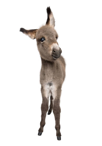 Photo of Portrait of donkey foal, 2 months old, standing against white background, studio shot