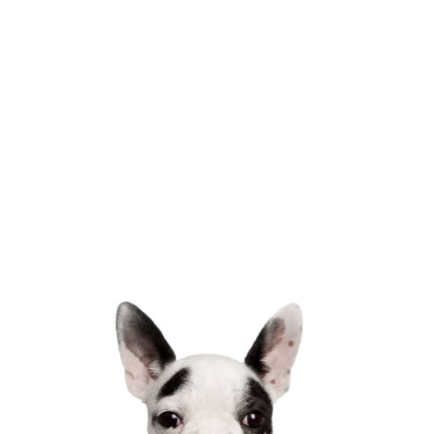 Portrait of French bulldog in front of white background, studio shot Portrait of French bulldog in front of white background, studio shot"n peeking photos stock pictures, royalty-free photos & images