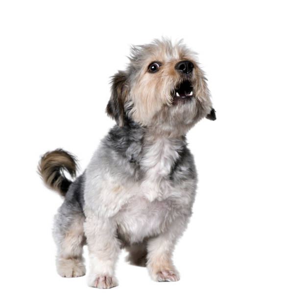 atravessar a raça cachorro latindo, 4 anos de idade, na frente de fundo branco, studio shot - latir - fotografias e filmes do acervo