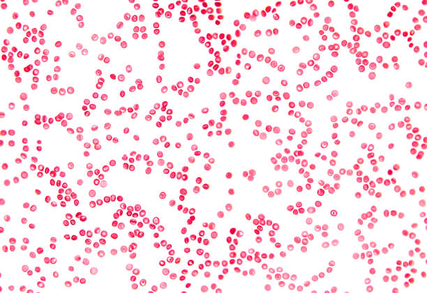 인간의 혈액 세포, 높은 현미경 확대 - scientific micrograph 뉴스 사진 이미지