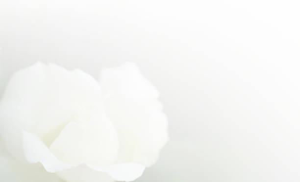 istock Soft focus white rose  background. Defocused blur rose petals, abstract romance background. 981533094