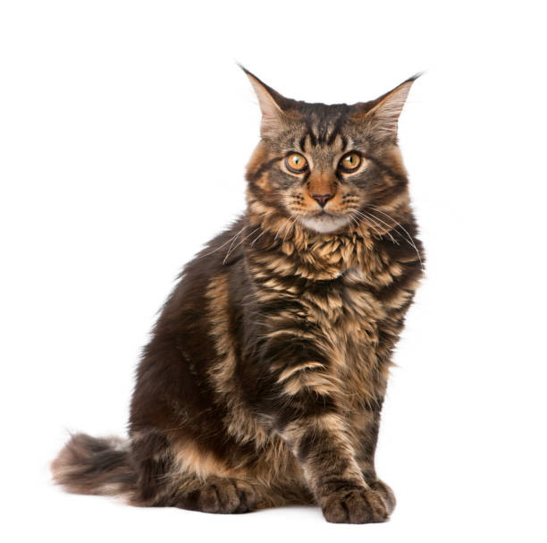 istock Maine Coon, 7 months old, sitting in front of white background, studio shot 981533556