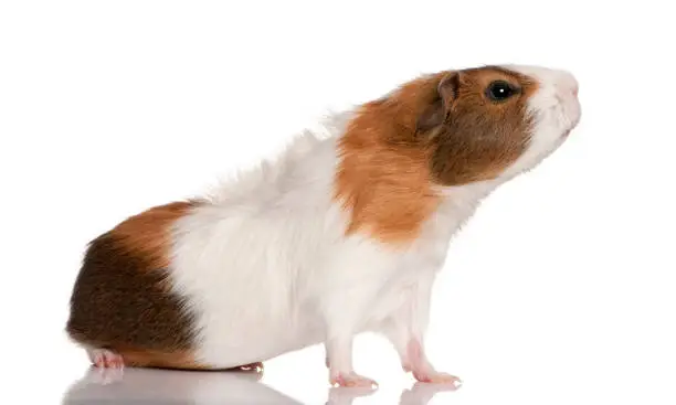 Guinea pig, Cavia porcellus, in front of white background