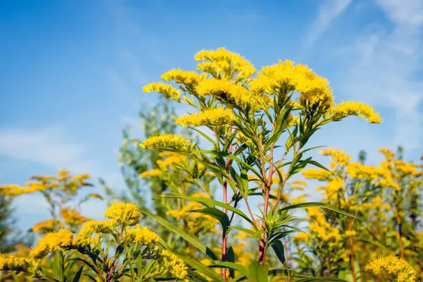 Closeup of the reddish stems and green leaves of the yellow flowering Goldenrod or Solidago plant against the bright blue sky. It is summertime now.