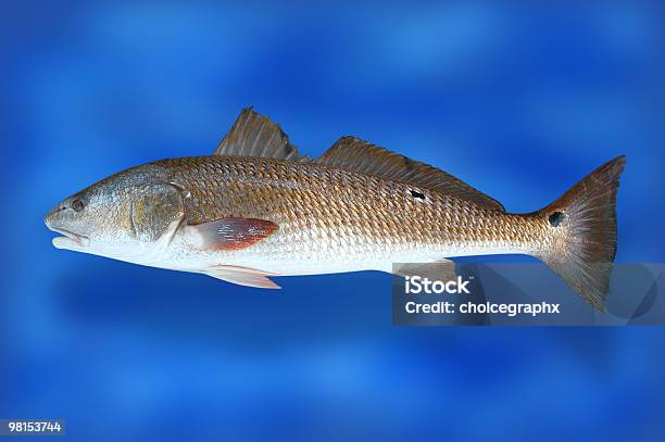 Pesce Rosso Tamburo - Fotografie stock e altre immagini di Ombrina ocellata - Ombrina ocellata, Pelle squamosa, Pesce