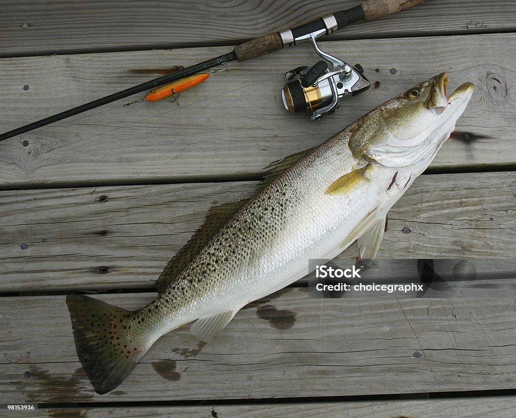 Speckle Trout on Top Water Plug  Animal Fin Stock Photo