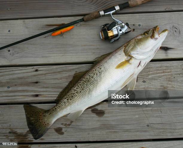 Speckle Trout On Top Water Plug Stock Photo - Download Image Now - Animal Fin, Animal Scale, Color Image