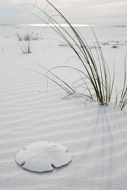 A giant sand dollar sitting on the beach in the foreground with sea grasses and the ocean in the background. Panama City Florida