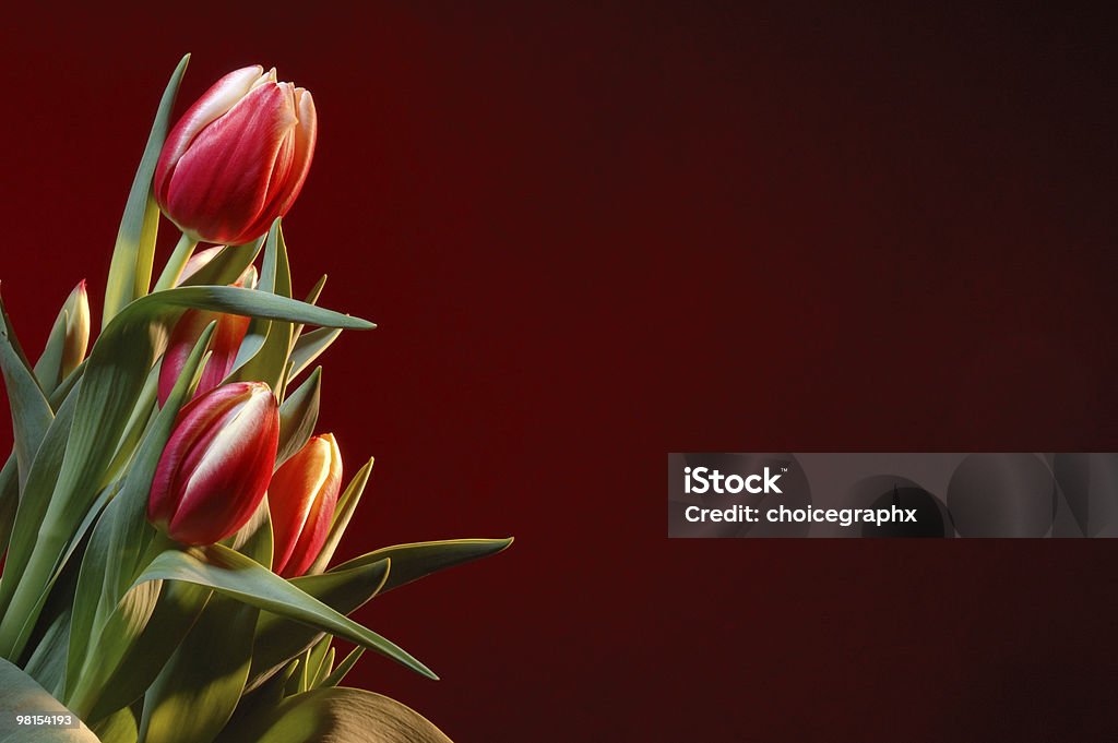 Tulips on Red  Arrangement Stock Photo