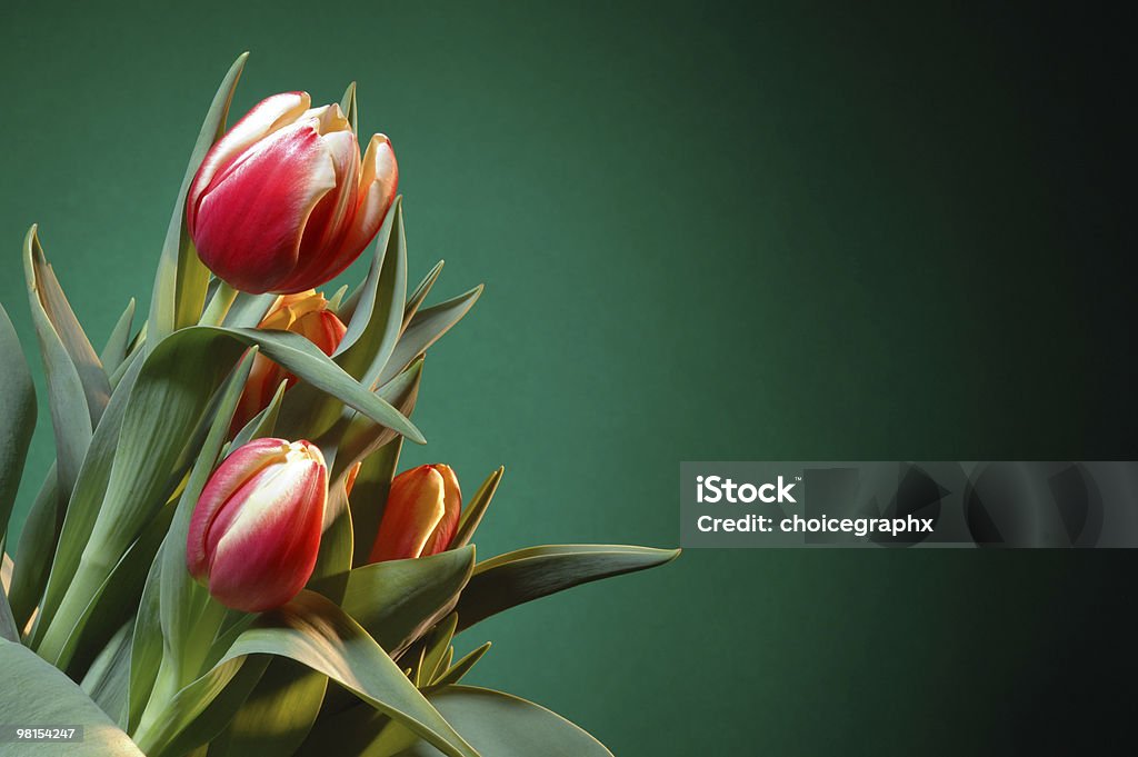 Frühling Tulpen - Lizenzfrei Baumblüte Stock-Foto