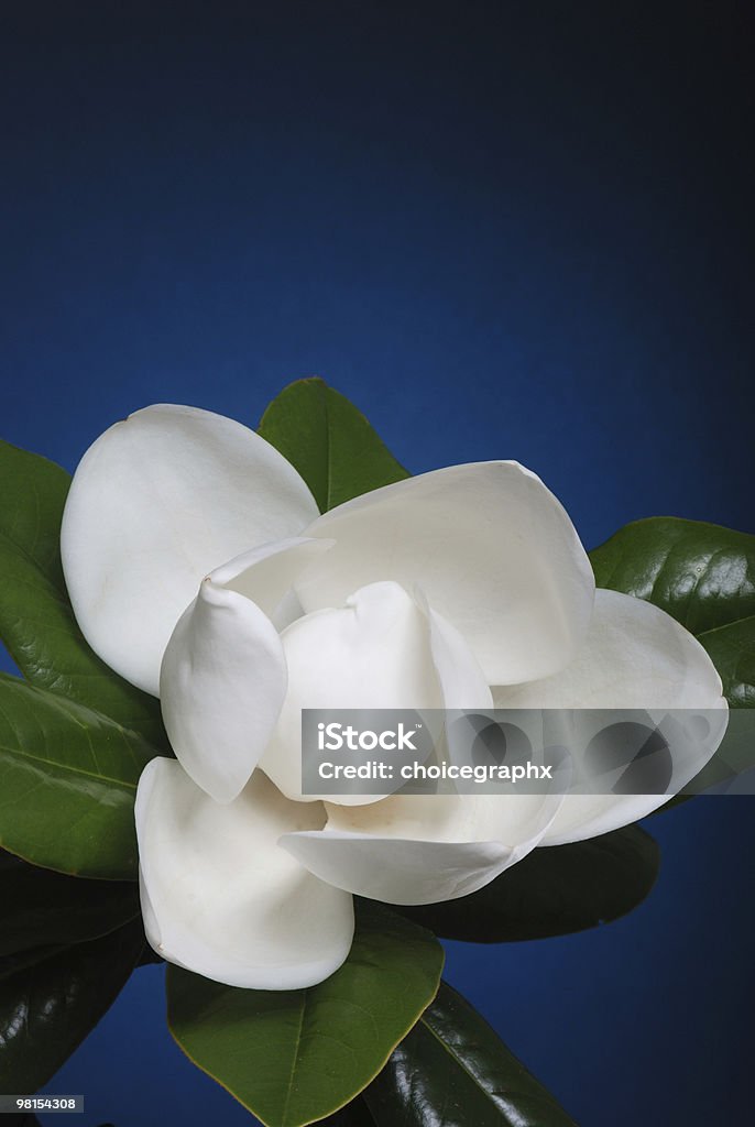 매그놀리아 아이리스입니다 꽃송이 - 로열티 프리 목련-온대 식물 스톡 사진