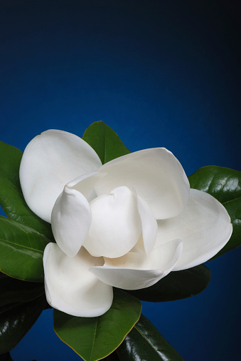 Close up of a Magnolia Flower blossom in full bloom against a radiant blue background