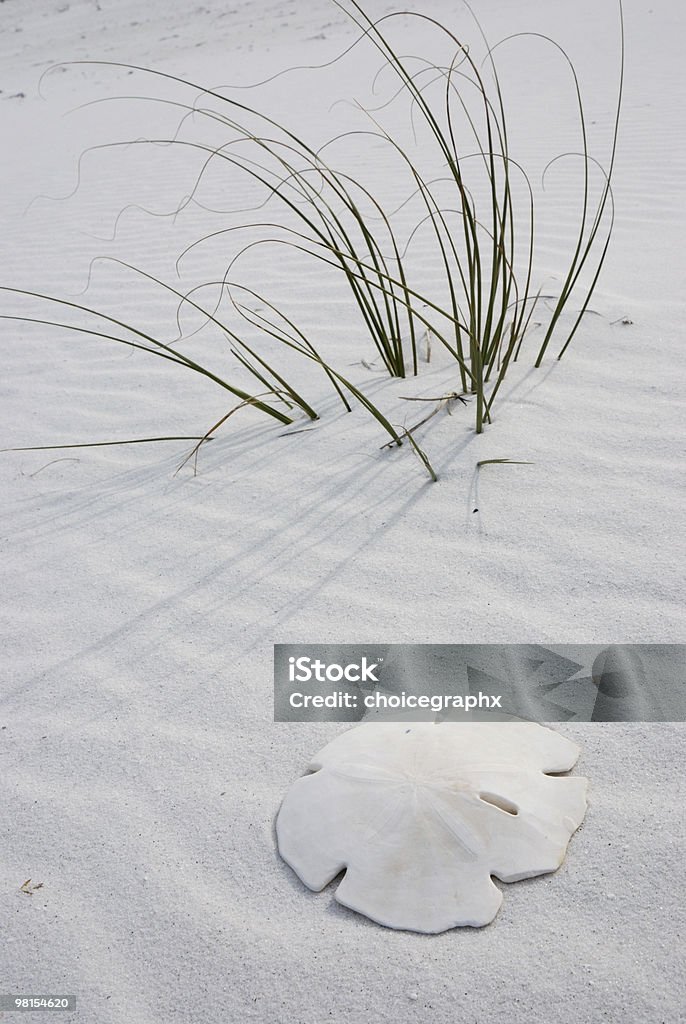 Sand Dollar on the Beach  Animal Shell Stock Photo