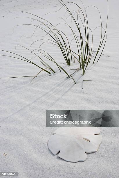 Sand Dollar On The Beach Stock Photo - Download Image Now - Animal Shell, Sand, Sand Dollar