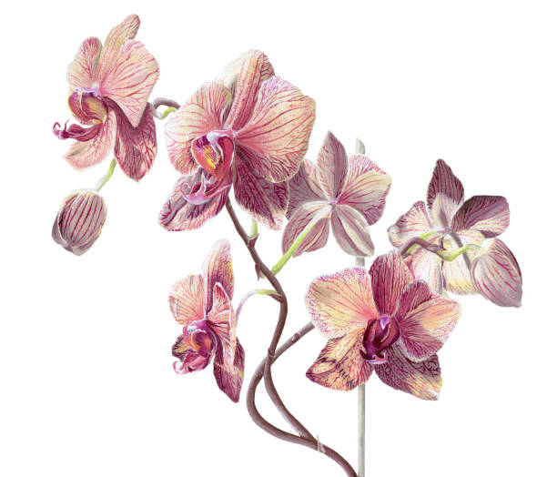 illustrazioni stock, clip art, cartoni animati e icone di tendenza di orchidee phalaenopsis di pittura su bianco - moth orchid