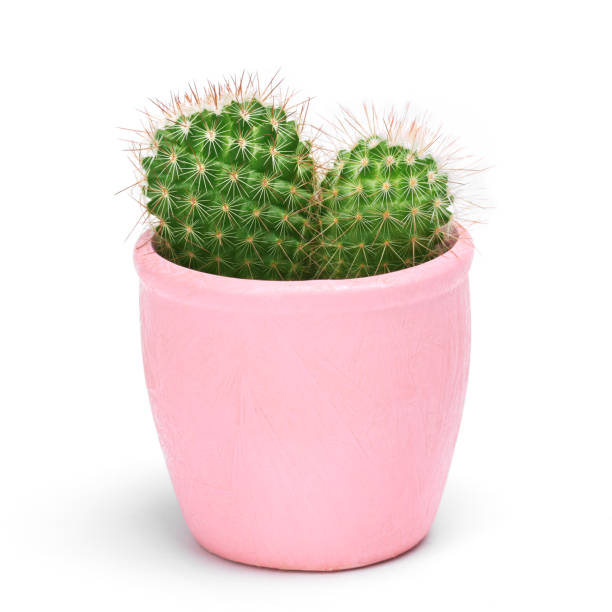 Cactus isolated with clipping path. Closeup Cacti front view in pink ceramic pot on white background. Collection.