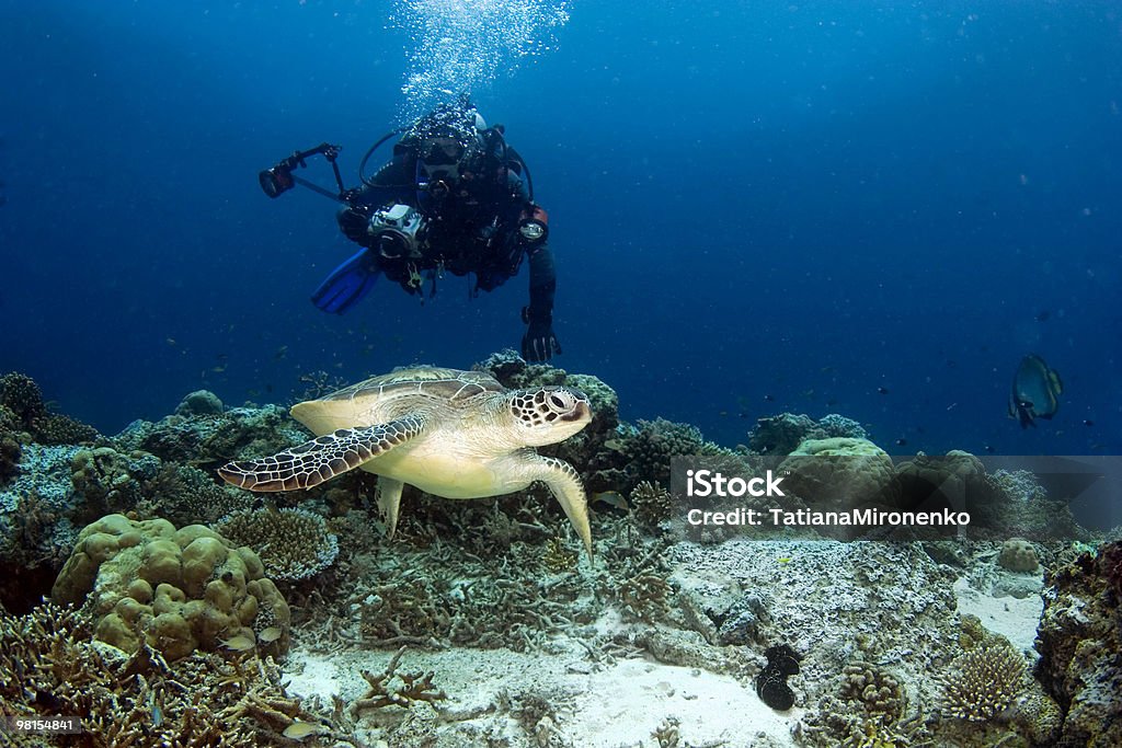 Черепаха и фотограф - Стоковые фото Внизу роялти-фри