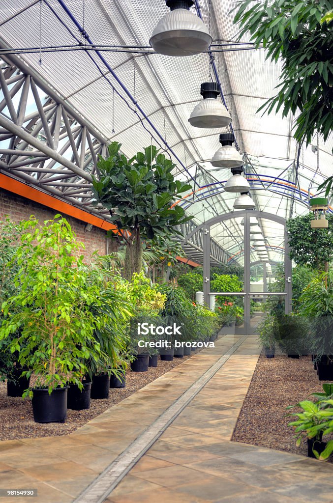 モダンな温室植物 - 観葉植物のロイヤリティフリーストックフォト