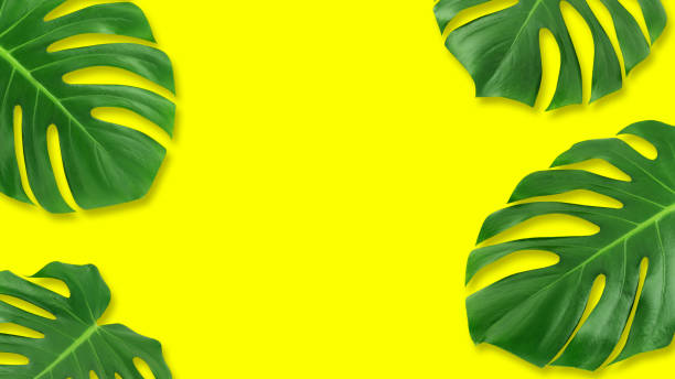 istock Minimal composition Flat lay green tropical leaf. Creative layout tropic leaves frame with copy space on pastel yellow background.  Summer concept 981554510