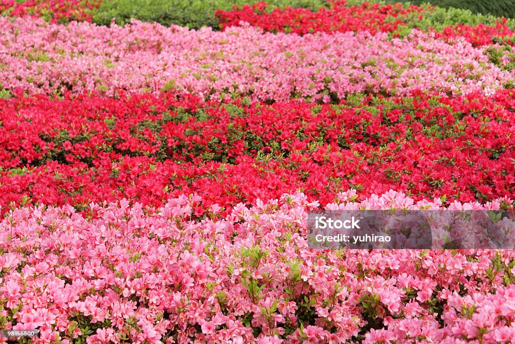 Rojo y rosa patrón azalea - Foto de stock de Azalea libre de derechos