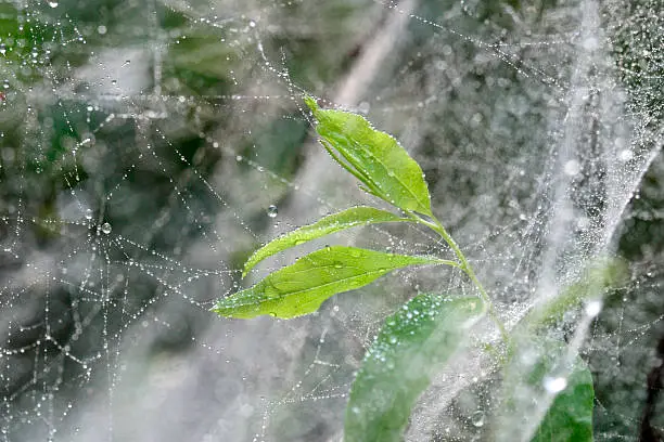 Photo of dew drops