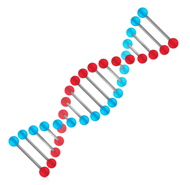 ilustrações de stock, clip art, desenhos animados e ícones de molécula de dna - dna helix helix model symmetry