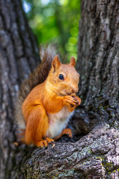 istock A beautiful squirrel sits on a tree and bites seeds 981563518