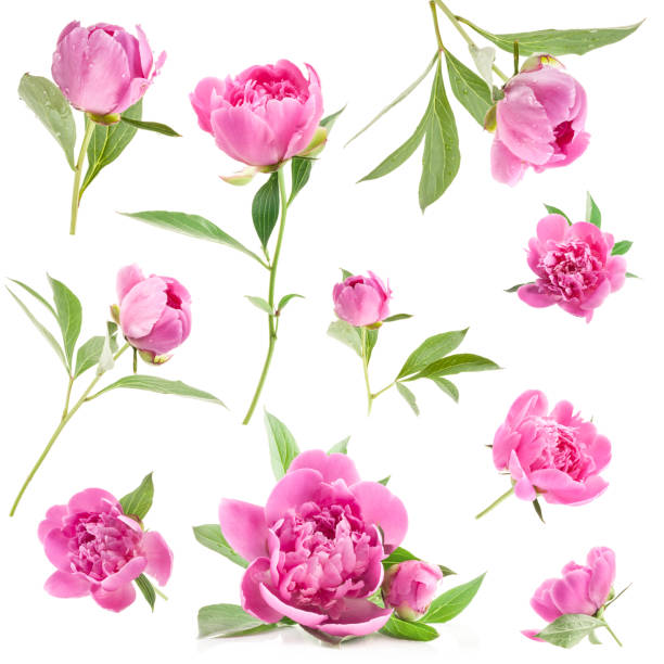 fiori di peonia rosa isolati su bianco - cut out flower freshness group of objects foto e immagini stock