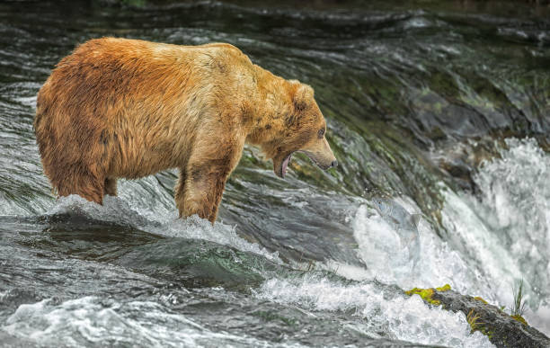 istock Catch of the day 981575834