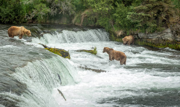 istock Bear fishing in Brook Falls Alaska 981575848