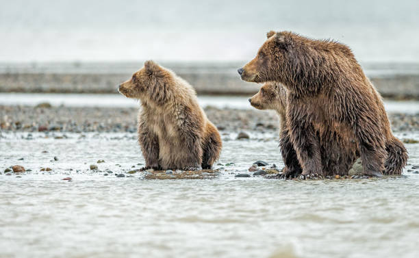 istock A predator approaches a mother and bear cubs 981575852