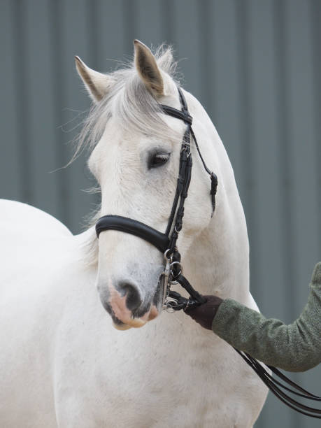 istock Horse In the Show Ring 981577362