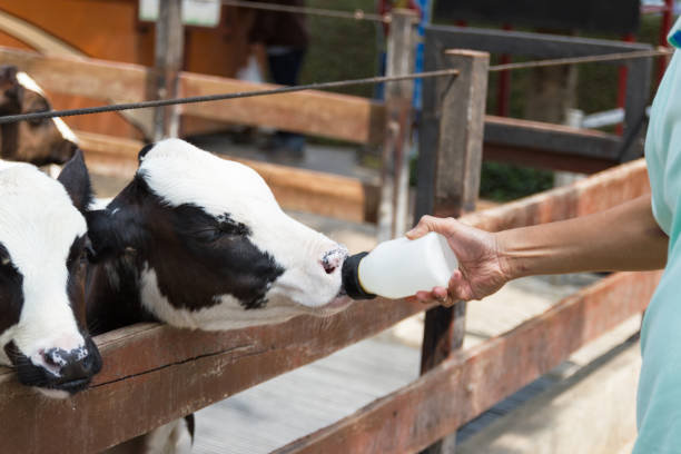 istock Baby cow feeding on milk bottle by hand men 981581232