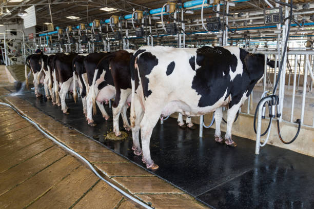 istock Cow milking facility, Milking cow with milking machine modern. 981581398