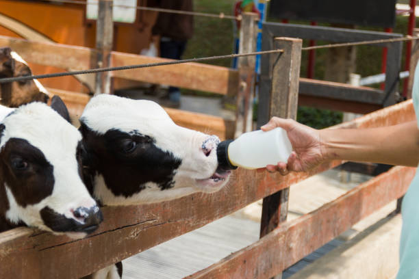 istock Baby cow feeding on milk bottle by hand men 981581400