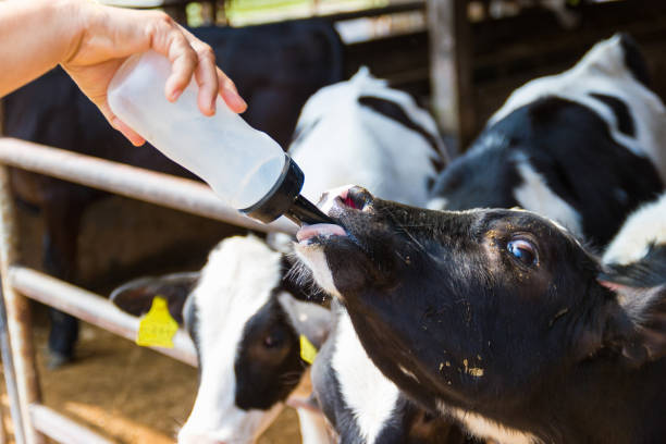 istock Baby cow feeding on milk bottle by hand men 981581412