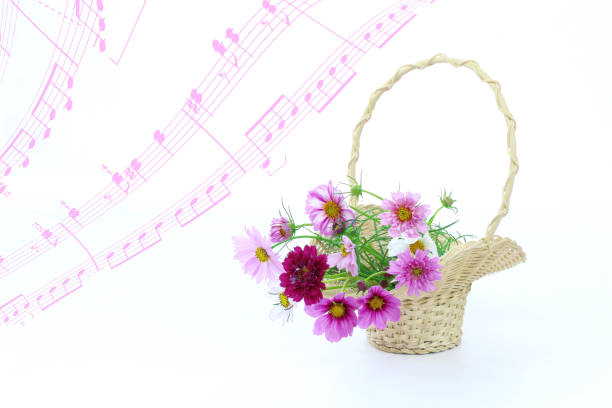 istock cosmos (flower) of basket 981586222