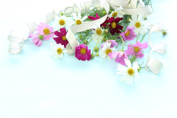 bouquet de ruban et cosmos (fleur) - cosmos flower cut flowers daisy family blue photos et images de collection